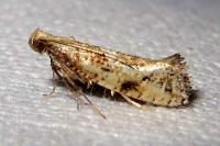 Acrolepiopsis marcidella