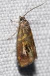 Olethreutes arcuella