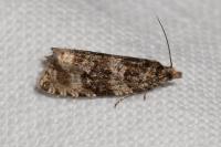 Orthotaenia undulana