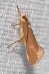 Crassa unitella