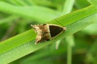 Ancylis badiana