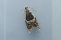 Ancylis badiana