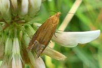 Lathronympha strigana