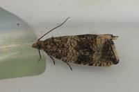 Celypha lacunana