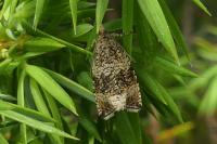 Celypha lacunana