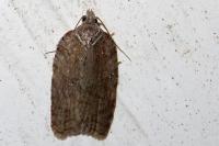 Acleris sparsana