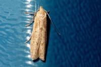 Blastobasis lacticolella