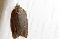 Acleris sparsana