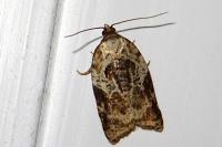 Acleris variegana