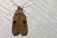 Agonopterix propinquella