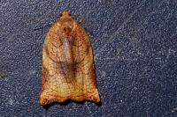 Archips podana