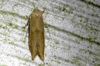 Blastobasis lacticolella