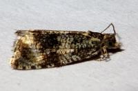 Celypha lacunana