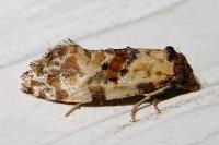 Neocochylis molliculana