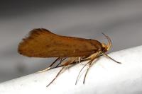 Crassa unitella