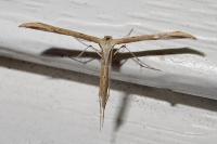 Emmelina monodactyla