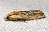 Eucosma gr. cana