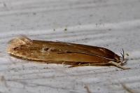 Limnaecia phragmitella