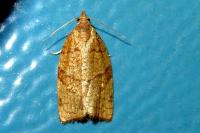 Pandemis cerasana