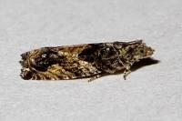 Epinotia nisella