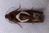 Epiblema foenella