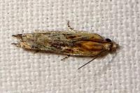 Eucosma gr. cana