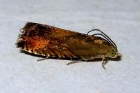 Pammene aurita