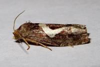 Epiblema foenella