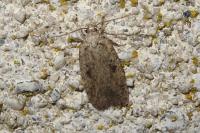 Agonopterix