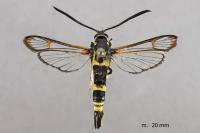 Synanthedon theryi