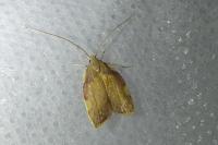 Carcina quercana