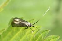 Adela reaumurella