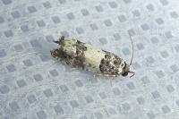 Epinotia thapsiana