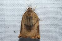 Archips podana