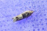 Crocidosema plebejana
