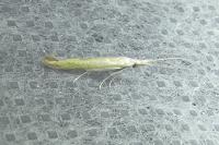 Coleophora