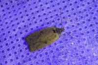 Agonopterix