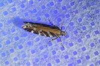 Aristotelia ericinella