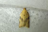 Clepsis consimilana