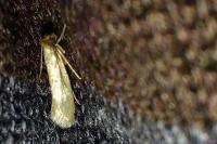 Tineola bisselliella