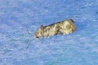 Lobesia botrana