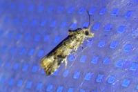Lobesia botrana