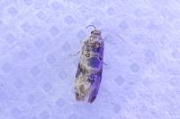 Lobesia botrana