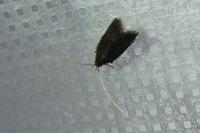 Homaloxestis briantiella