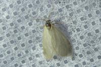 Rebelia plumella surientella