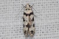 Pseudotelphusa scalella