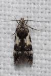 Teleiodes luculella
