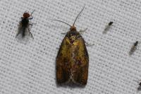 Ptycholoma lecheana