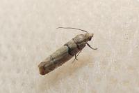 Pseudococcyx tessulatana