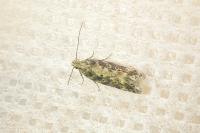 Scrobipalpa ocellatella